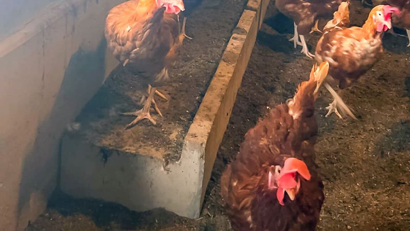How Elite Precast chicken ramps improve bird safety and welfare