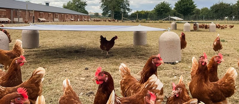 Weatherproof Poultry Protection