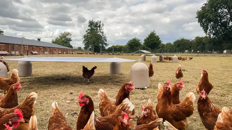 What is Free Range Poultry Shelter Set?