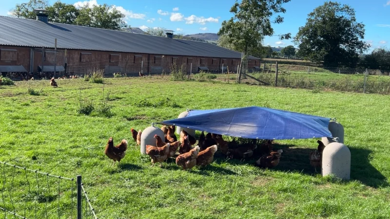 Hens sheltering under a tarpaulin canopy supported on precast concrete blocks in a field